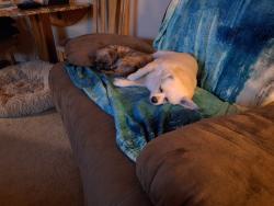 Reunited Female Dog last seen Glendale and Luscombe Drive, Toledo, OH 43614