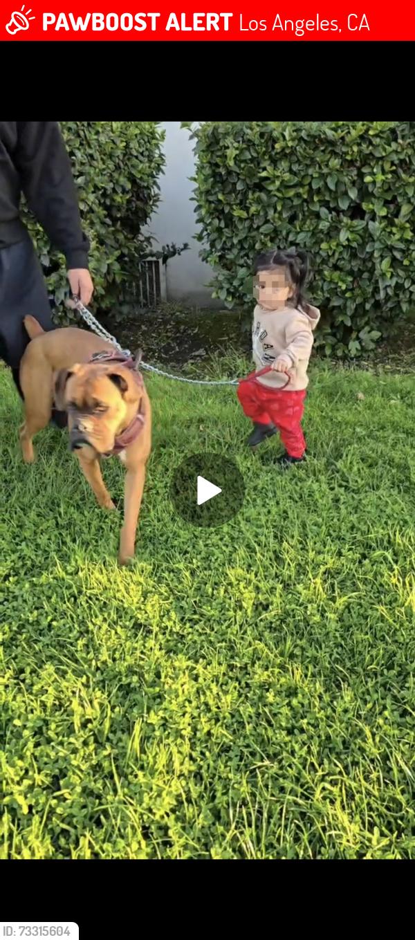 Lost Female Dog last seen South central los angeles, Los Angeles, CA 90002