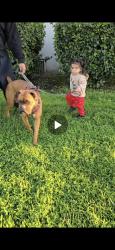 Lost Female Dog last seen South central los angeles, Los Angeles, CA 90002