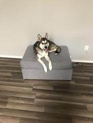Reunited Female Dog last seen Rayford, Spring, TX 77386