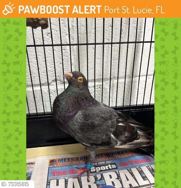 Found/Stray Unknown Bird last seen Port St. Lucie, Port St. Lucie, FL 34986