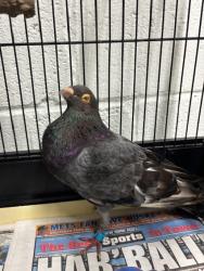 Found/Stray Unknown Bird last seen Port St. Lucie, Port St. Lucie, FL 34986