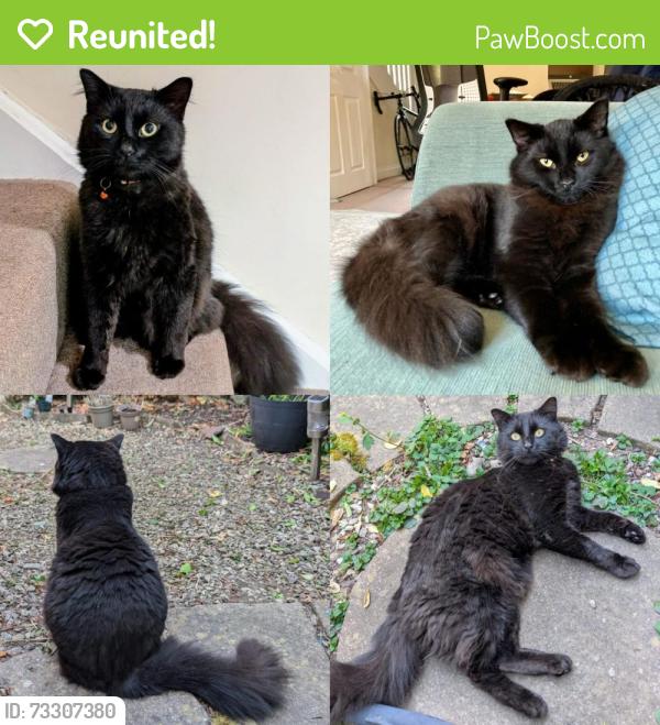 Reunited Male Cat last seen Madina Masjid Mosque, Stanley Road, Oxford, Oxfordshire, England OX4 1RH