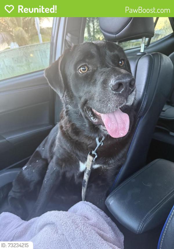 Reunited Male Dog last seen 112th ave and SW 50th terr, Westwood Lakes, FL 33165