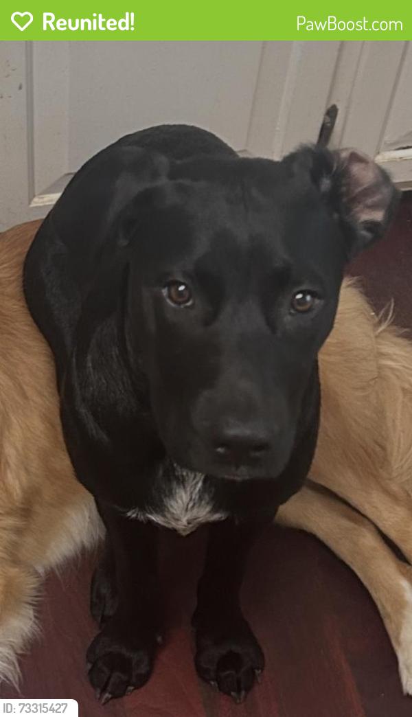 Reunited Female Dog last seen Across from the school bus garage, Lenoir, NC 28645