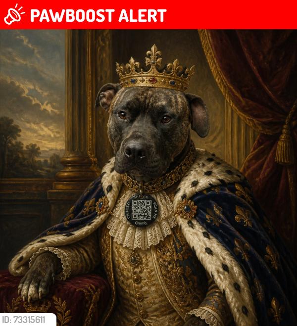 Lost Male Dog last seen Washington and Elm 23075, Highland Springs, VA 23075