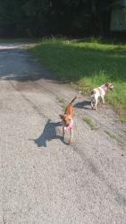 Found/Stray Unknown Dog last seen Upper Lake, Thomasville, NC 27360