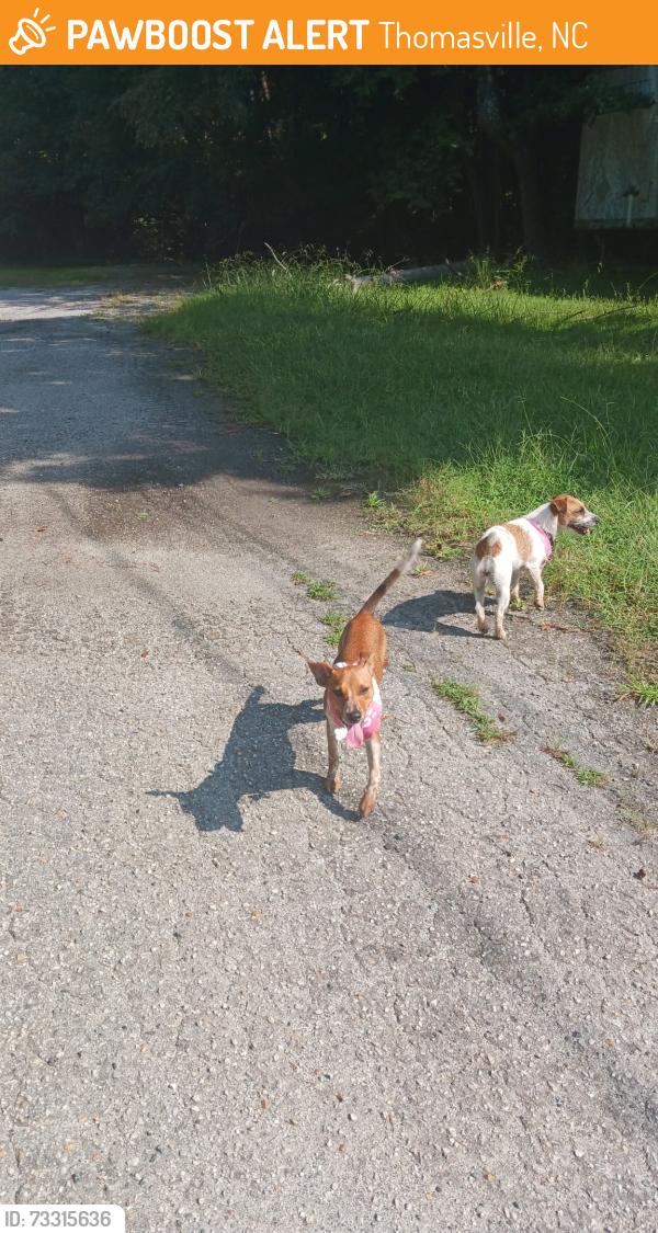Found/Stray Unknown Dog last seen Upper Lake, Thomasville, NC 27360