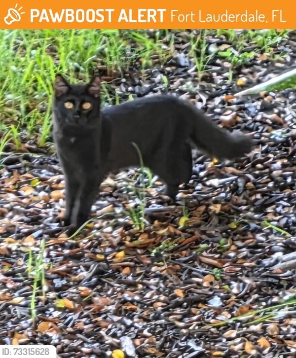 Found/Stray Unknown Cat last seen Near N Federal Hwy Fort Lauderdale (Imperial Point hosp), Fort Lauderdale, FL 33308