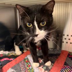 Shelter Stray Male Cat last seen , 3428 S Jenkins Ave, Norman, OK 73072, USA