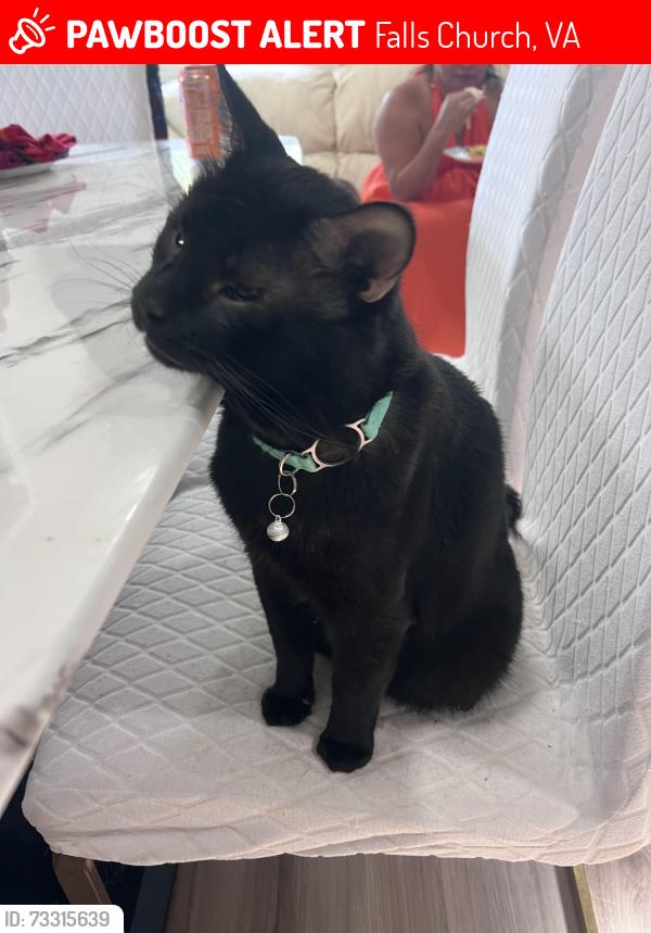 Lost Male Cat last seen Roosevelt Ave & Quincy Ave, Falls Church, VA 22042