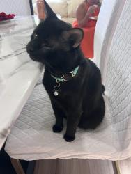 Lost Male Cat last seen Roosevelt Ave & Quincy Ave, Falls Church, VA 22042