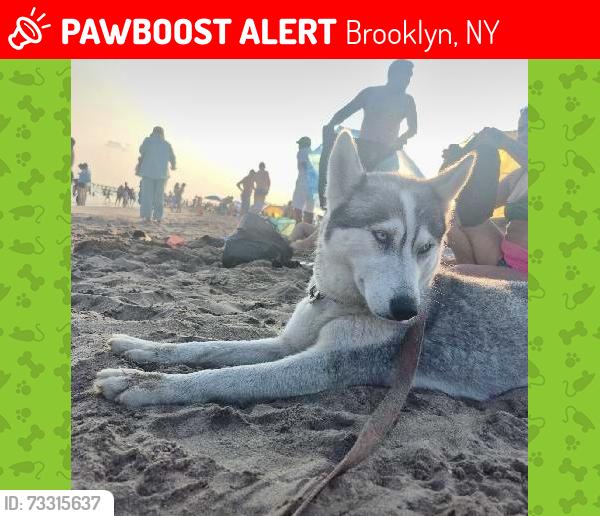 Lost Female Dog last seen D train to Coney Island, Brooklyn, NY 11216