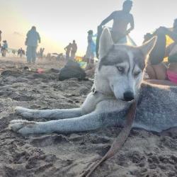 Lost Female Dog last seen D train to Coney Island, Brooklyn, NY 11216