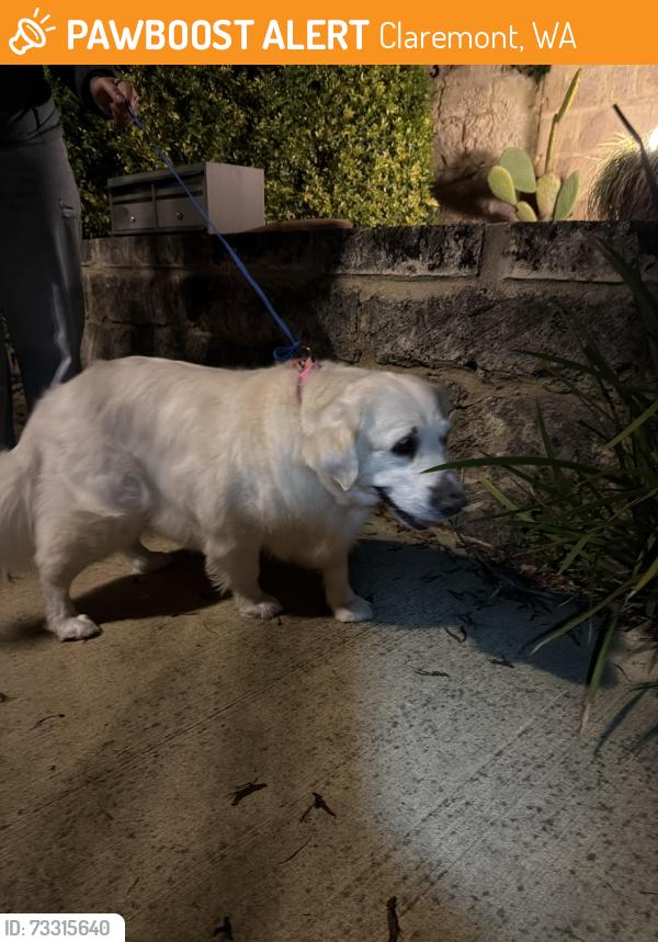 Surrendered Female Dog last seen Victoria avenue, Claremont, WA 6010
