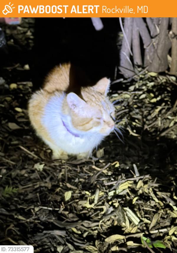 Found/Stray Unknown Cat last seen Americana Centre cndmniums, Rockville, MD 20850