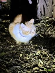 Found/Stray Unknown Cat last seen Americana Centre cndmniums, Rockville, MD 20850