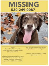 Lost Female Dog last seen E. Stillwater, Redding, CA 96003