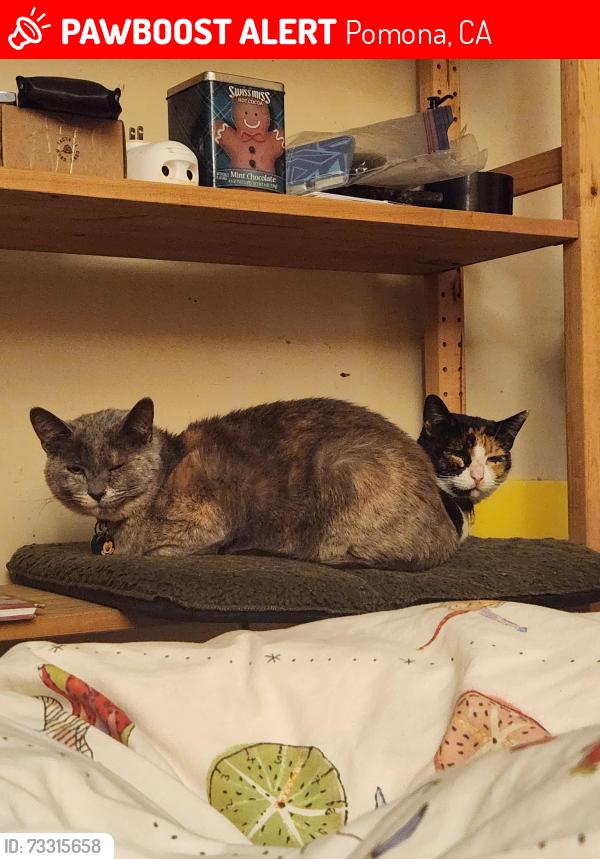 Lost Female Cat last seen Collingswood Drive, Pomona, CA 91767