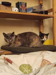 Lost Female Cat last seen Collingswood Drive, Pomona, CA 91767