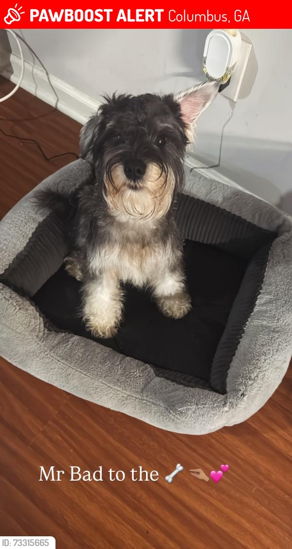 Lost Male Dog last seen Hannan Elementary, Columbus, GA 31901