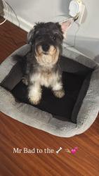 Lost Male Dog last seen Hannan Elementary, Columbus, GA 31901