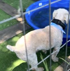 Lost Male Dog last seen Near fm 987 terrell tx, Terrell, TX 75160