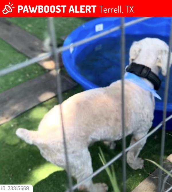 Lost Male Dog last seen Near fm 987 terrell tx, Terrell, TX 75160