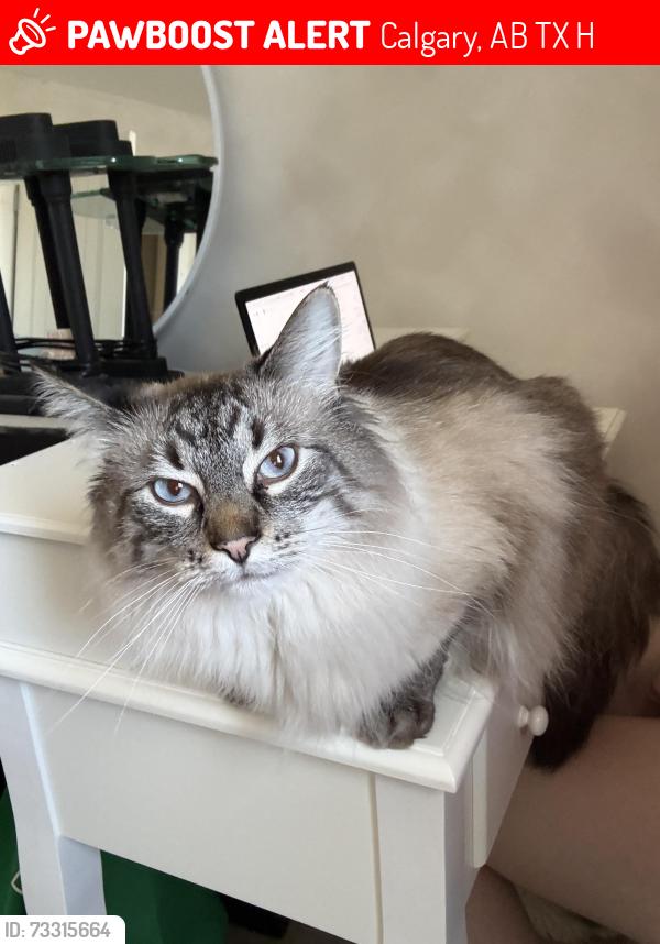 Lost Male Cat last seen Silverado Saddle Cres SW, Calgary, AB T2X 0H6