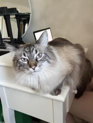 Lost Male Cat last seen Silverado Saddle Cres SW, Calgary, AB T2X 0H6