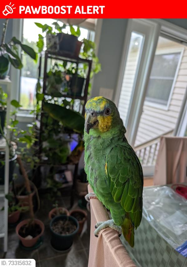 Lost Female Bird last seen Geary Drive, Middletown NJ, Middletown Township, NJ 07748