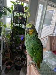 Lost Female Bird last seen Geary Drive, Middletown NJ, Middletown Township, NJ 07748