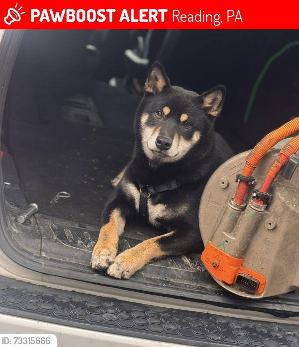 Lost Male Dog last seen Near rhodora Ave reading pa, Reading, PA 19605