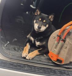 Lost Male Dog last seen Near rhodora Ave reading pa, Reading, PA 19605
