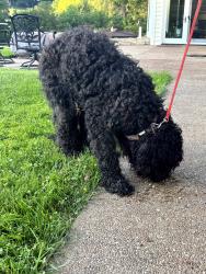 Found/Stray Male Dog last seen Scenic Drive, Washington PA, Washington County, PA 15301