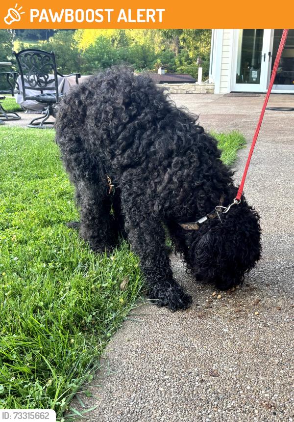 Found/Stray Male Dog last seen Scenic Drive, Washington PA, Washington County, PA 15301