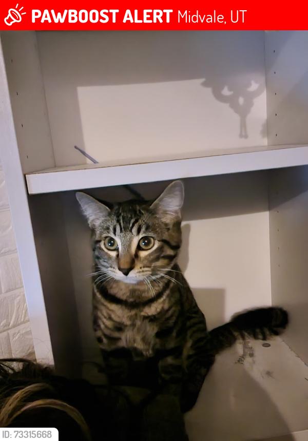 Lost Male Cat last seen Near W garden view dr, Midvale, UT 84047