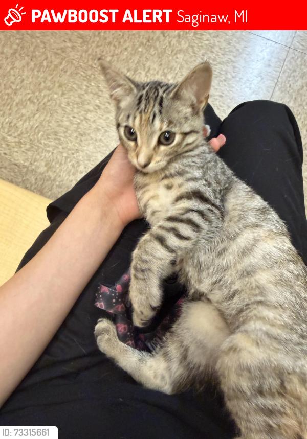 Lost Female Cat last seen shattuck rd, Saginaw, MI 48603