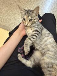 Lost Female Cat last seen shattuck rd, Saginaw, MI 48603
