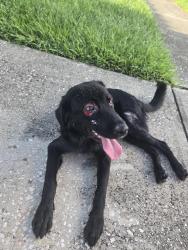 Found/Stray Male Dog last seen Glasgow Ct, Tampa, FL 33625