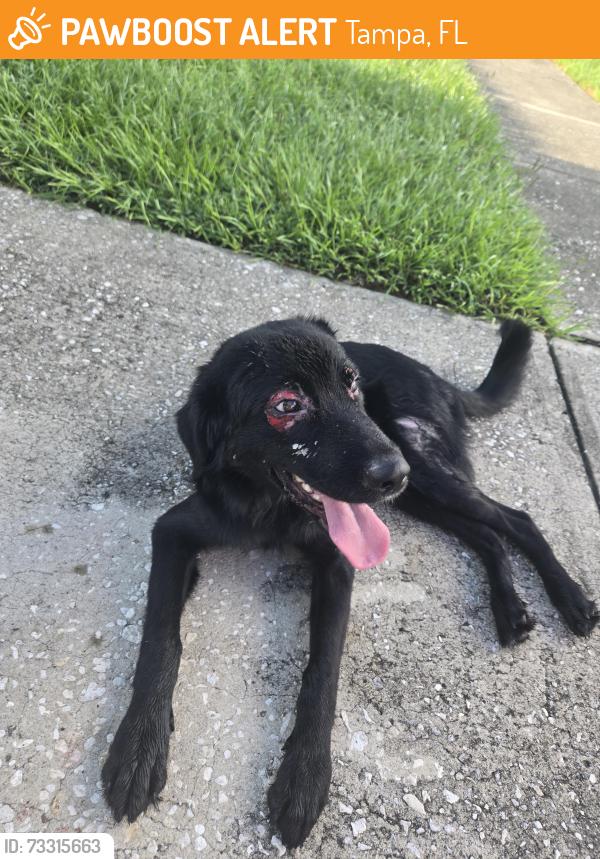 Found/Stray Male Dog last seen Glasgow Ct, Tampa, FL 33625