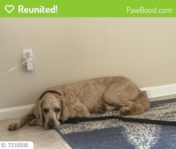 Reunited Male Dog last seen Near Ashburn Rd. Lake Worth, Fl.33467, Greenacres, FL 33467