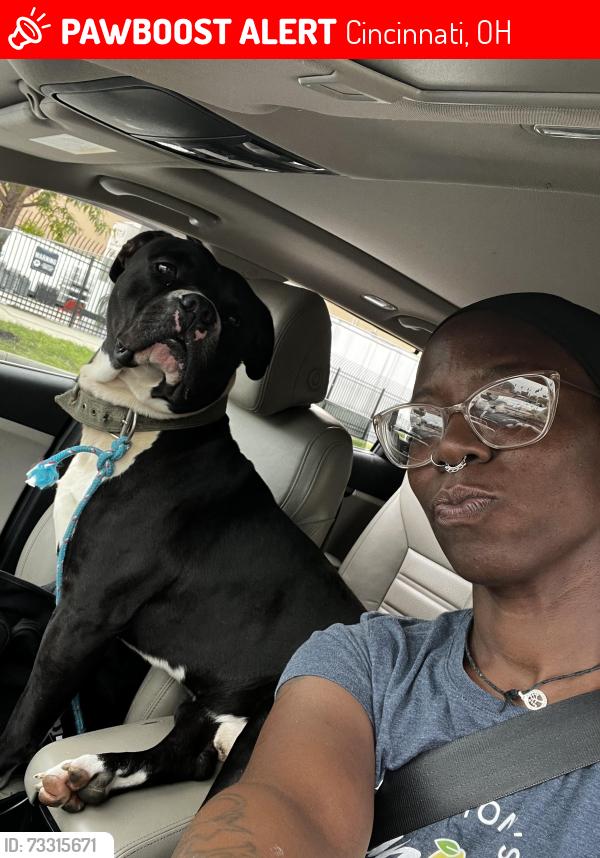 Lost Male Dog last seen State ave and Harrison ave, Cincinnati, OH 45204