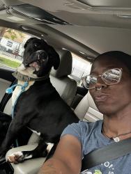 Lost Male Dog last seen State ave and Harrison ave, Cincinnati, OH 45204