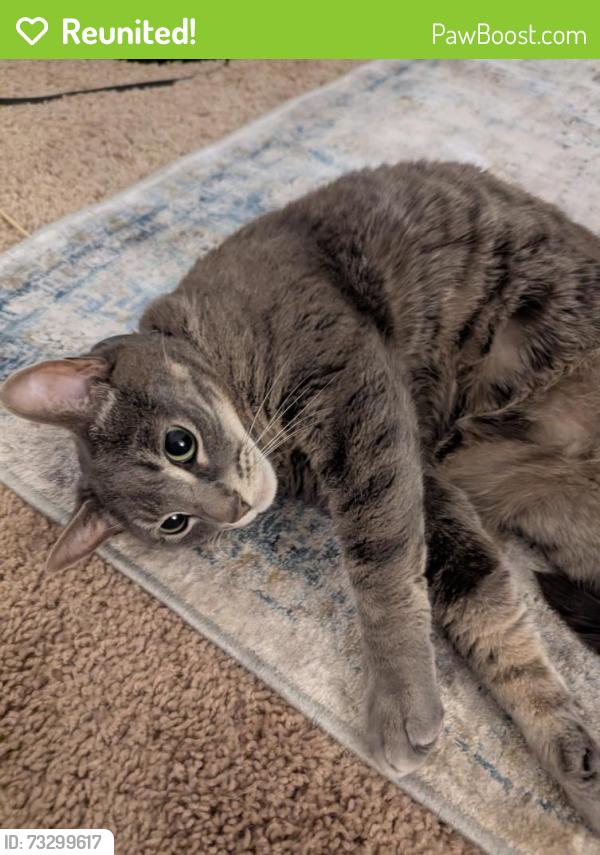 Reunited Male Cat last seen Midway by the Fire station, Broomfield, CO 80020