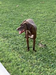 Found/Stray Female Dog last seen W Second St & N Macdonald, Mesa, AZ 85201
