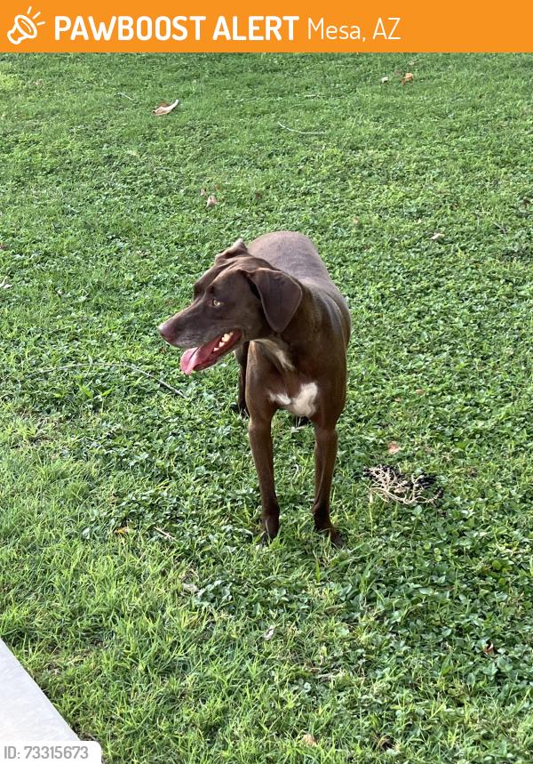 Found/Stray Female Dog last seen W Second St & N Macdonald, Mesa, AZ 85201
