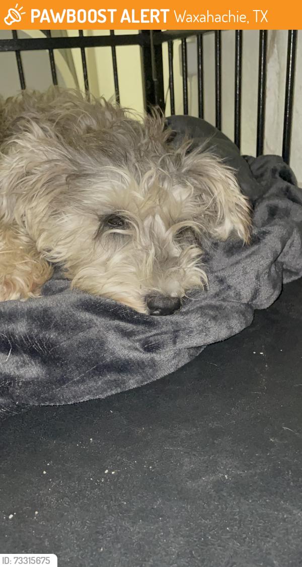 Found/Stray Unknown Dog last seen Springfield lane waxahachie, Waxahachie, TX 75165