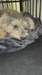 Found/Stray Unknown Dog last seen Springfield lane waxahachie, Waxahachie, TX 75165