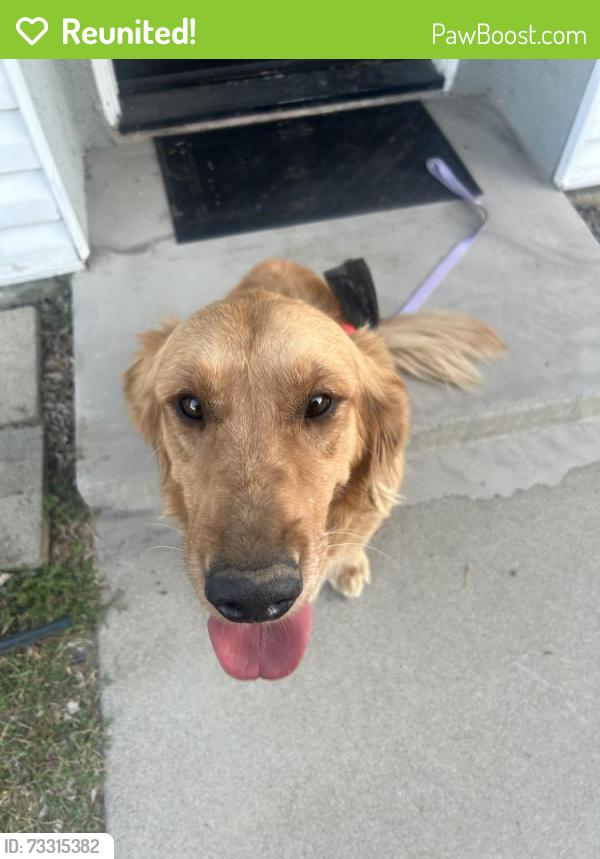 Reunited Female Dog last seen Willow and chaparral Rialto CA, Rialto, CA 92376